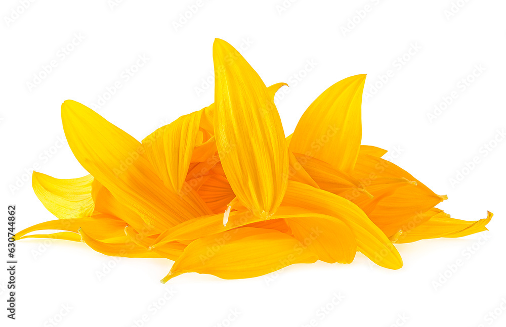 Heap of yellow sunflower petals isolated on a white background. Medicinal plants.