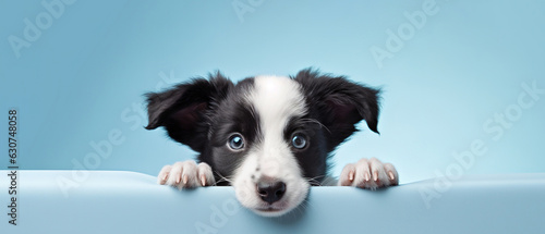 close-up banner with puppy dog, isolated on blue background with copy space © id512