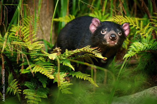 Tasmanian devil, Sarcophilus harrisii,the largest carnivorous marsupial native to Tasmania island. Female photo