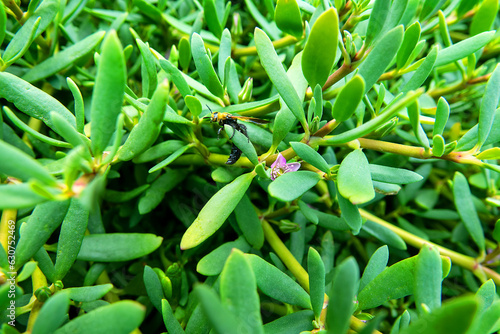 Scolia wasp on succulent. Abu Dhabi, Arab Emirates. January photo