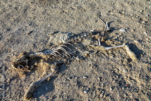 Animal carcasses, skeleton of a cat buried in the sand, wind-blown sand photo