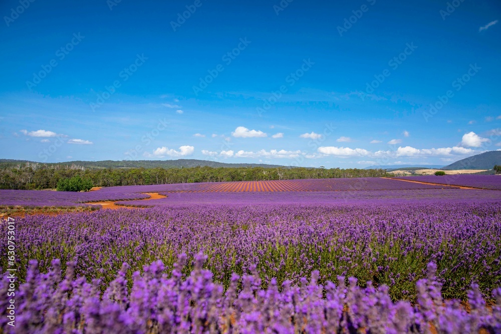 Picturesque landscape featuring a vibrant field of purple lavenders