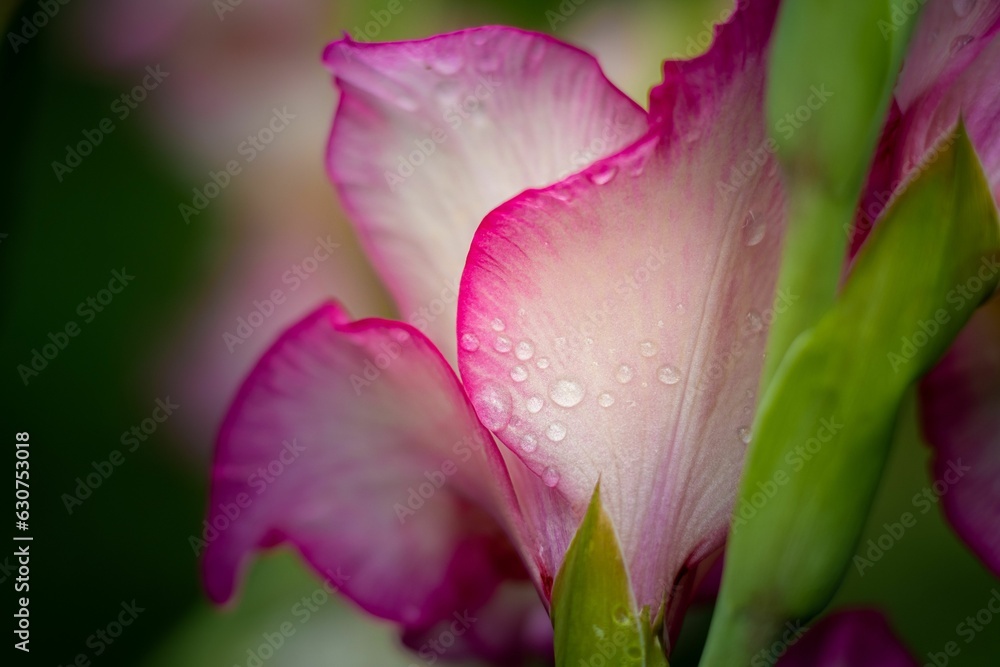 Vibrant pink flower with water droplets on its delicate petals