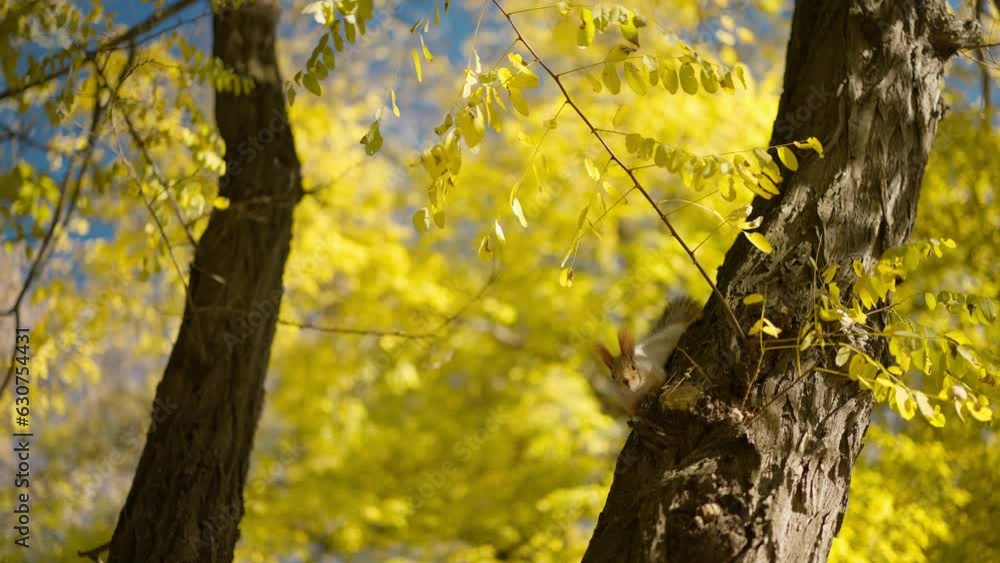 funny Squirrel on tree trunk in park walking, turns its head, looking in camera holding on tree bark with its claws, runs away at end of shot. Red squirrel close up. Tree squirrel funny Squirrel on tree trunk in park walking, turns its head, looking in camera holding on tree bark with its claws, runs away at end of shot. Red squirrel close up. Tree squirrel