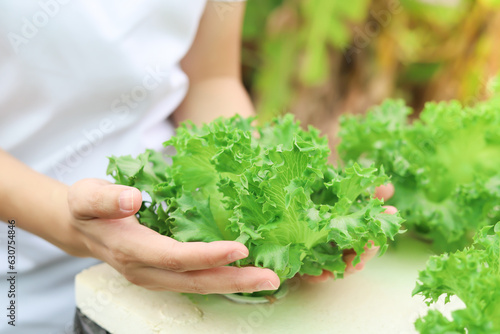 Farmer hand collects Frillice Ice Berg Lettuce in organic vegetable farm. Vegetable lettuce, green cos, red oak, green oak and green butterhead lettuce. Concept of healthy food, hydroponic farm