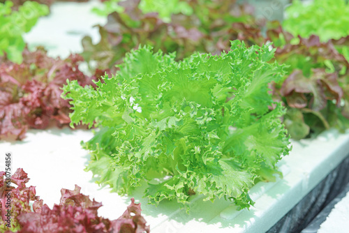 Close-up of Frillice Ice Berg Lettuce in vegetable farm. Vegetables salad, Green Cos, Red Oak, Green Oak and Green Butterhead Lettuce in hydroponic farm. Concept of healthy food and organic vegetable.