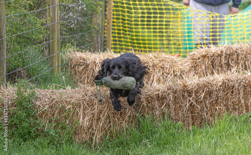 Photography Working Springer and Cocker Spaniels gun dog training session practicing scurries