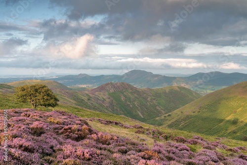 Blooming heather field after the rain in Long Mynd, England photo