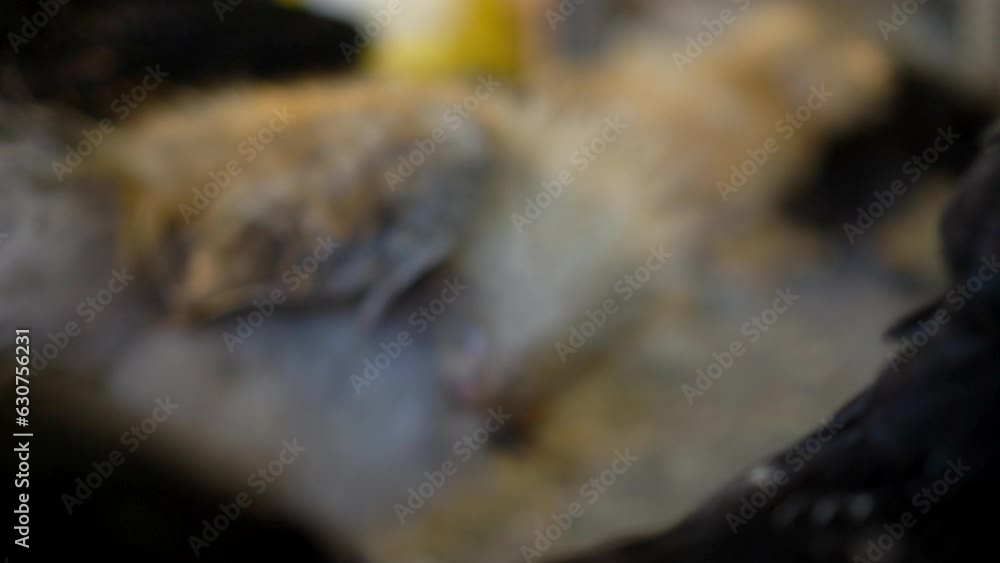Silkie chicken farm fluffy furry hen Silkie chicken farm fluffy furry hen