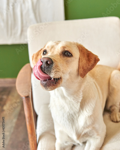 dog breed labrador retriever licks his lips