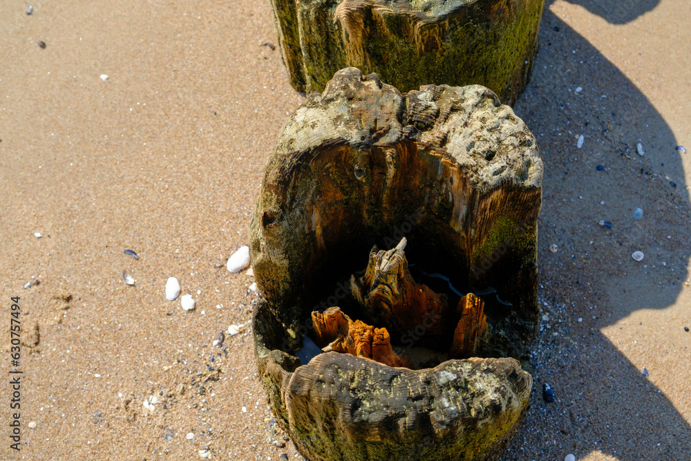 The inside texture of an old rotten wooden pole on the shore of the Baltic Sea, macro The inside texture of an old rotten wooden pole on the shore of the Baltic Sea, macro