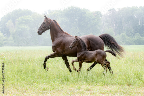 mare and foal in hay field