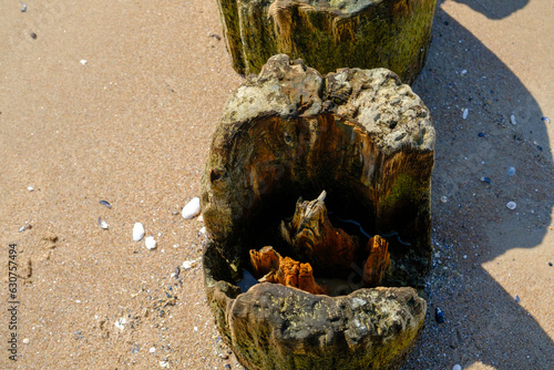 The inside texture of an old rotten wooden pole on the shore of the Baltic Sea  macro