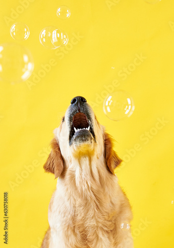 portrait of a dog breed golden retriever on a yellow background