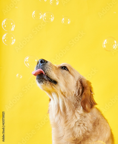 Portrait of a dog breed Golden Retriever, shooting in the studio, copy space