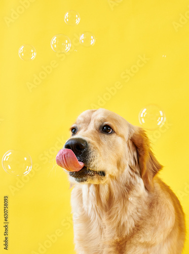 Golden retriever dog with tongue hanging out