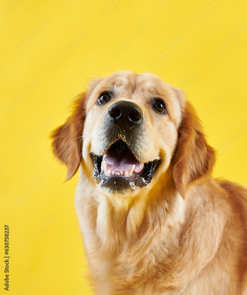 portrait of a dog breed golden retriever on a yellow background