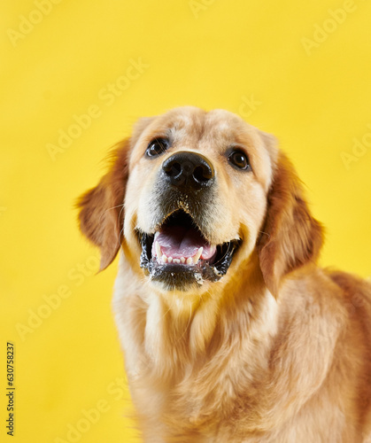 Obraz na płótnie portrait of a dog breed golden retriever on a yellow background w salonie