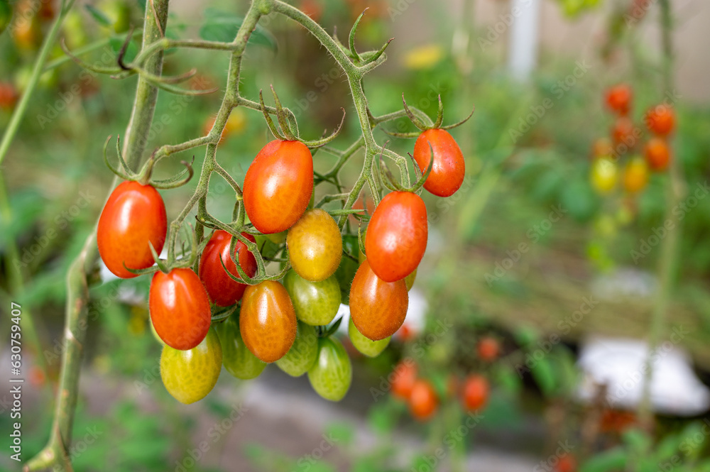 Tomate cereja vermelho Tomate cereja vermelho