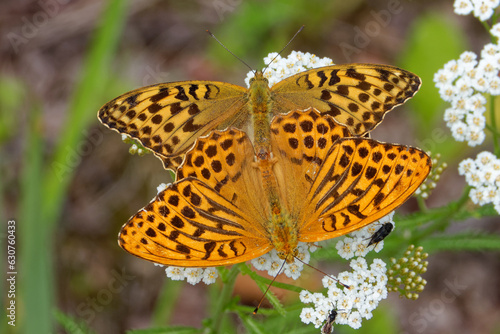 Mating silver-washed fritillarys on yarrow flowers.