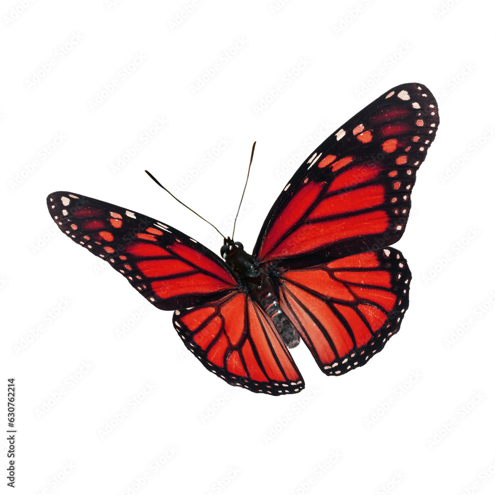 Fototapeta premium Beautiful Monarch Butterfly