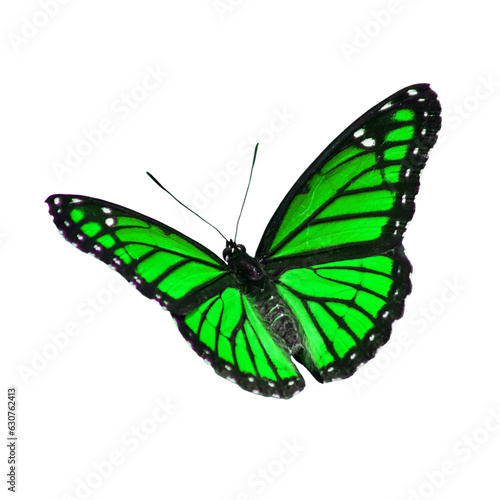 Beautiful Viceroy Butterfly © thawats