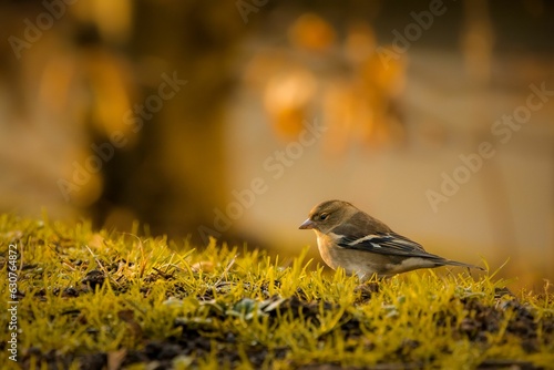 Small reel is walking across a grassy dirt terrain, its tiny feet taking carefully placed steps photo