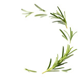 Fresh green organic rosemary leaves flying on transparent background. Ingredient, spice for cooking. frame collection for design
