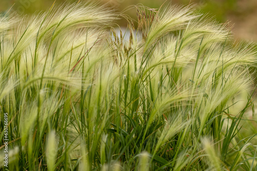 Nebraska weeds close up feather grass in the wind