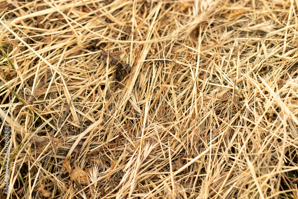 Dry grass close up view Texture brown color Dry grass close up view Texture brown color
