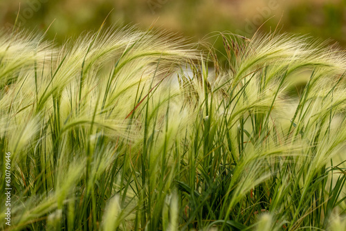 Nebraska weeds close up feather grass in the wind