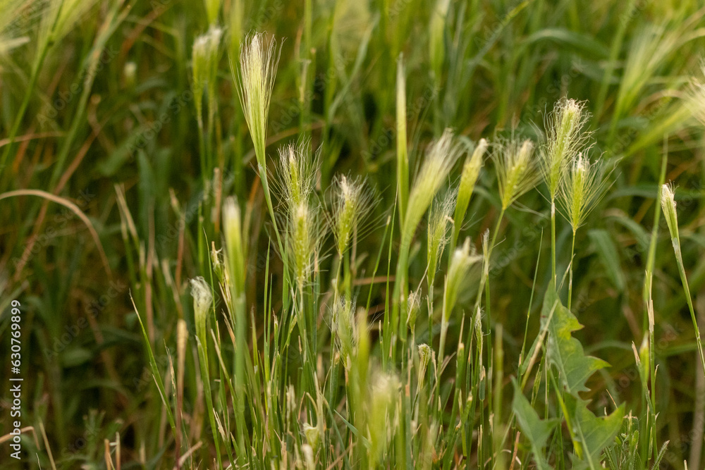 Nebraska weeds close up feather grass in the wind