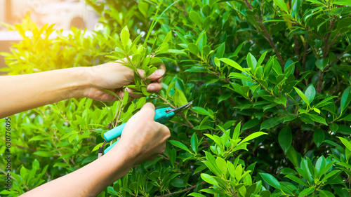 Hands holding pruning shears trimming tree branches concept of taking of patio and small garden, soft focus                                photo
