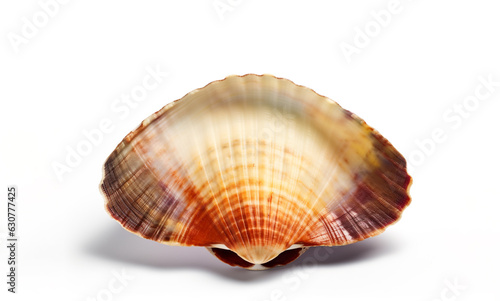 Shell isolated on white background