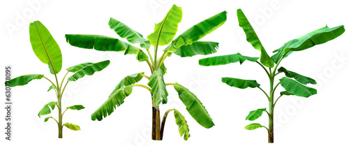 banana tree,collection of green leaves pattern isolated photo