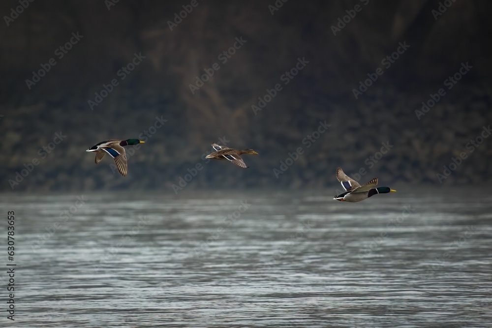 Ducks in flight over a tranquil lake, framed against a dramatic cliffside landscape