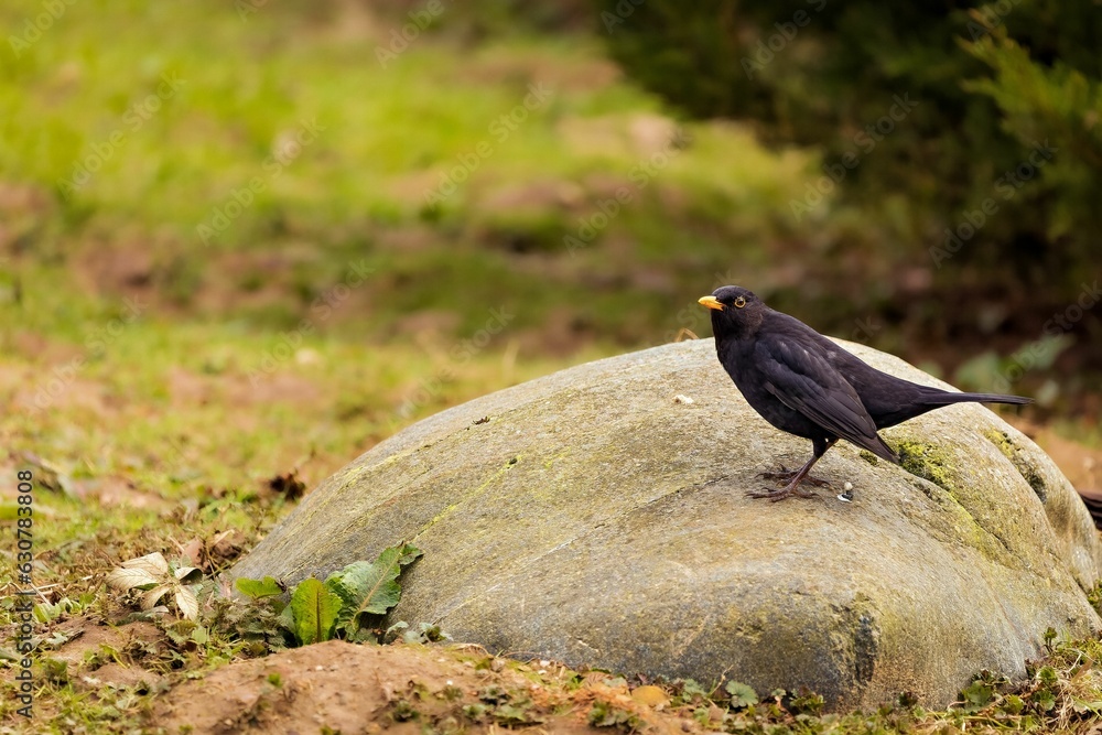 Fototapeta premium Elegant black bird perched atop a jagged rock in a lush green park.