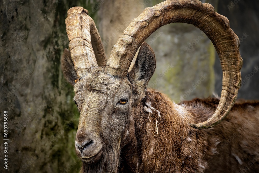 Siberian ibex curved horns standing on a rocky terrain
