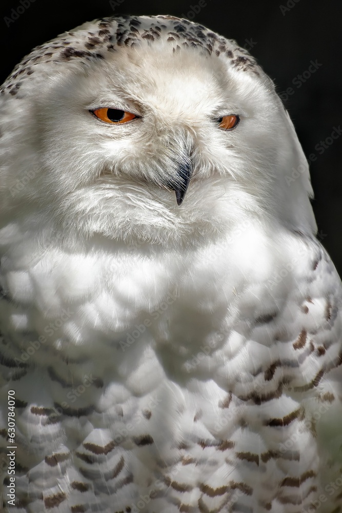 White owl with orange eyes