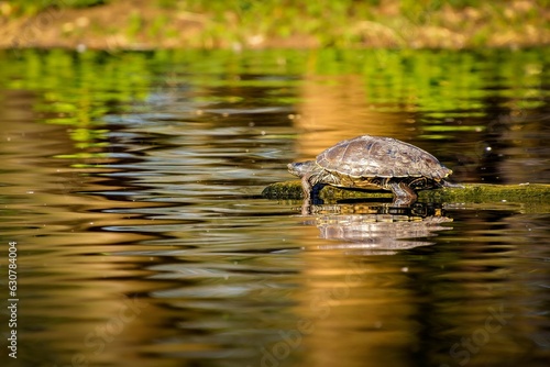 Closeup of a turtle perched on a log in a lake