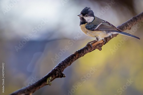 Closeup of a great tit perched on a leafless tree branch