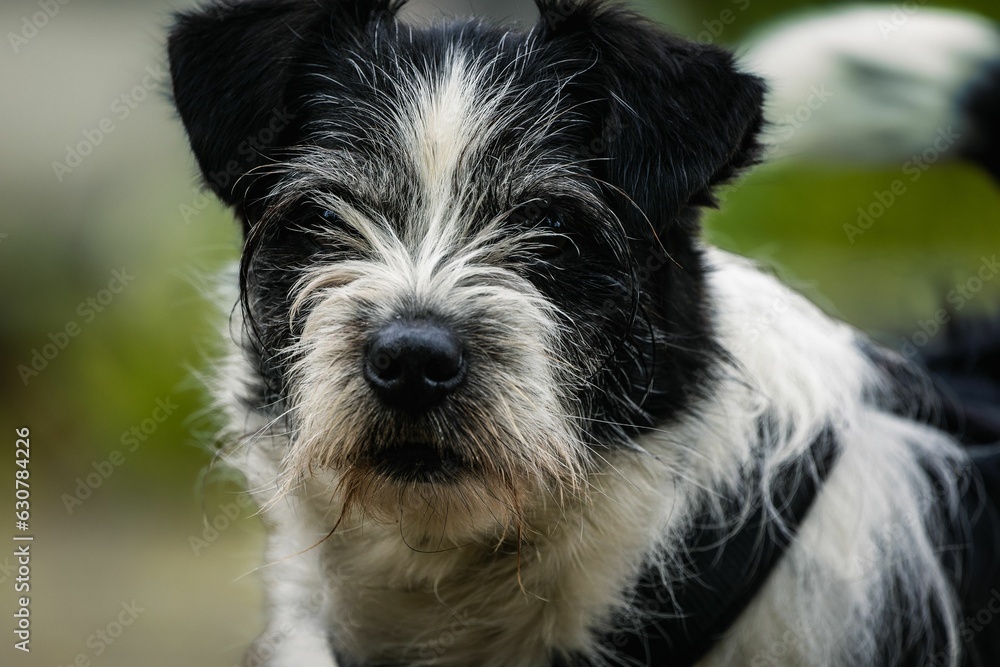 Black and white Parson Russell Terrier staring directly at the camera