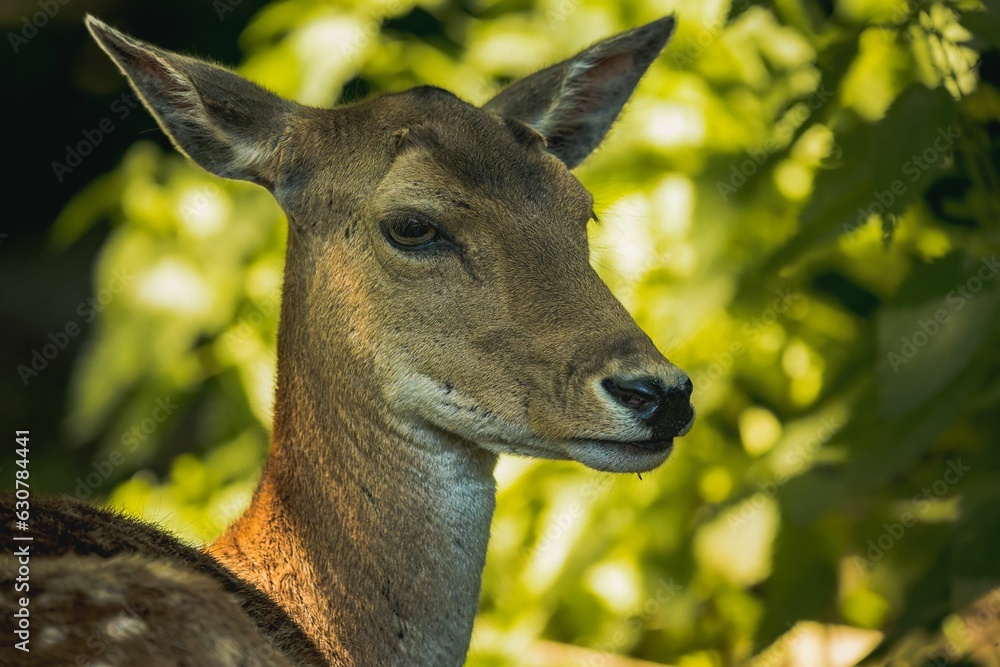 Close-up of a peaceful white-tailed deer resting in a lush meadow