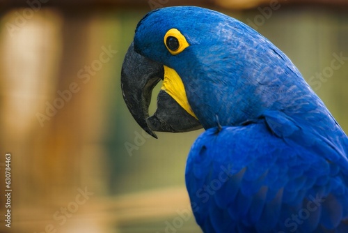 Closeup of a vibrant  Hyacinth macaw perched atop a branch with a blurry background