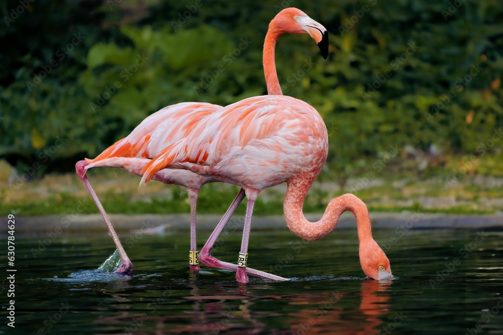 two flamingos stand in the water by itself, eating two flamingos stand in the water by itself, eating