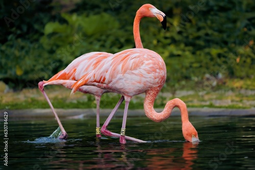 two flamingos stand in the water by itself, eating
