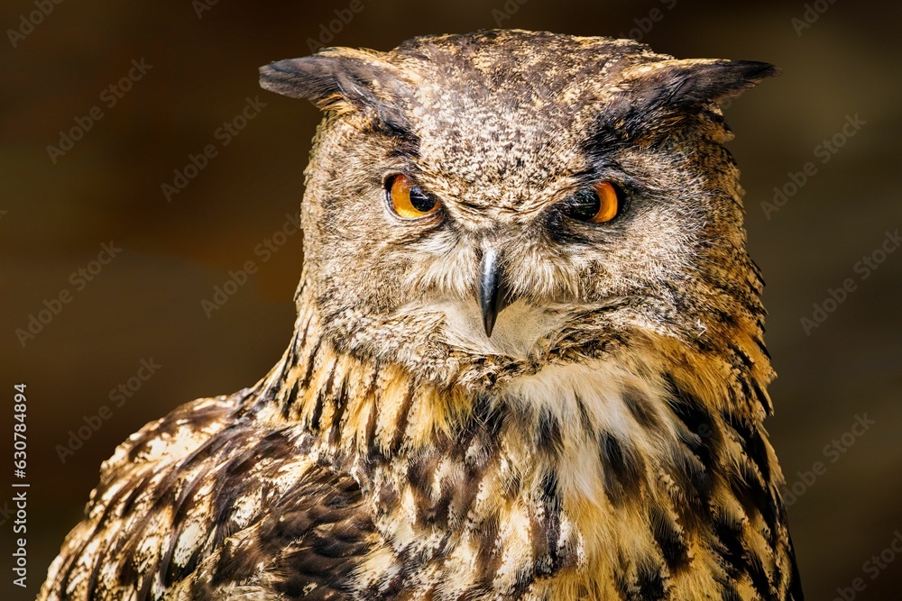 Portrait of a Eurasian eagle-owl looking at the camera. Bubo bubo. Portrait of a Eurasian eagle-owl looking at the camera. Bubo bubo.