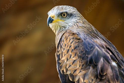 Closeup shot of a red kite. Milvus milvus.