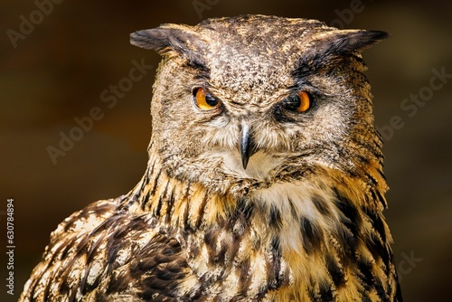 Portrait of a Eurasian eagle-owl looking at the camera. Bubo bubo.