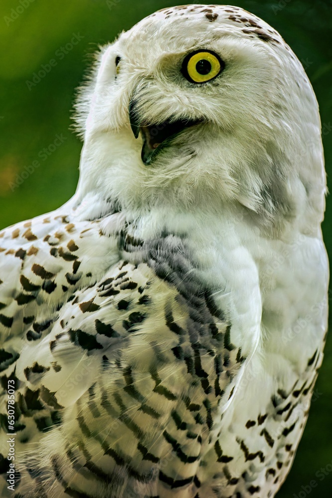 Obraz premium Vertical closeup shot of a snowy owl with a frightened gaze